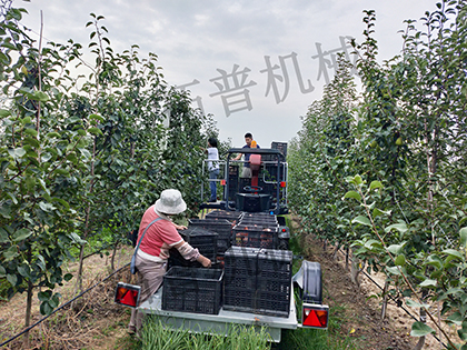银杏视频推广二维码